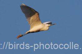 コサギ　2025.12.17