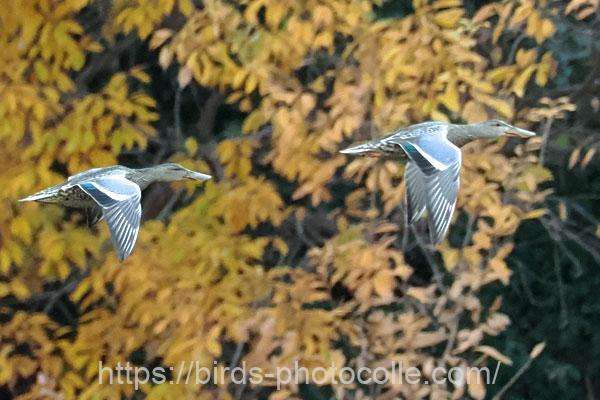 ハシビロガモ　2025.12.13