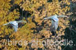 ハシビロガモ　2025.12.13