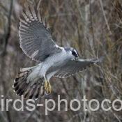 オオタカ 2025.03.24