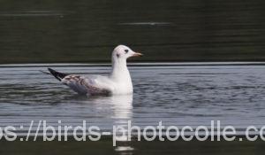 ユリカモメ210929-2