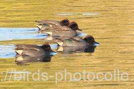 コガモ　2026.01.09