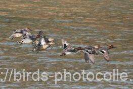 コガモ　2026.01.20