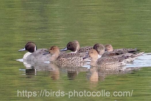 オナガガモ　2023.11.15