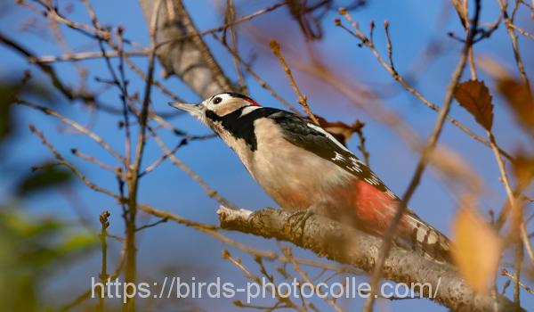 勅使池のアカゲラ191229-1