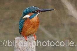 カワセミ　2025.12.11