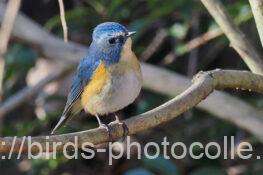 ルリビタキ　2026.01.09