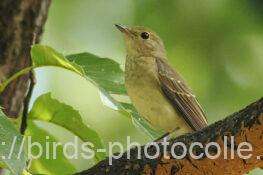 キビタキ　2025.10.08