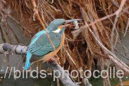 カワセミ　2025.12.24