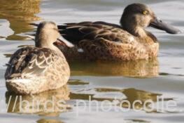 2羽になりましたハシビロガモ 2025.09.27