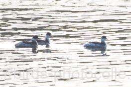 ハジロカイツブリ　2025.11.12