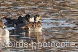 他に寝ている♂2羽確認　トモエガモ　2026.02.05