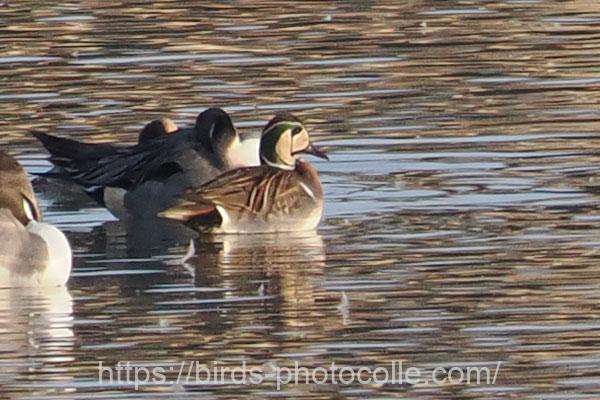 他に寝ている♂2羽確認　トモエガモ　2026.02.05