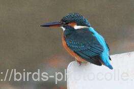 カワセミ　2025.12.09