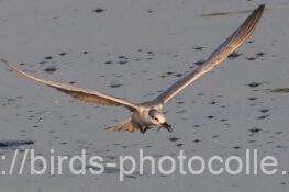 クロハラアジサシ　2025.11.21