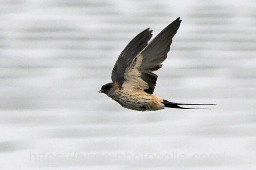 コシアカツバメ　2024.06.13