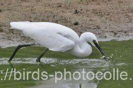 コサギ　2025.10.21