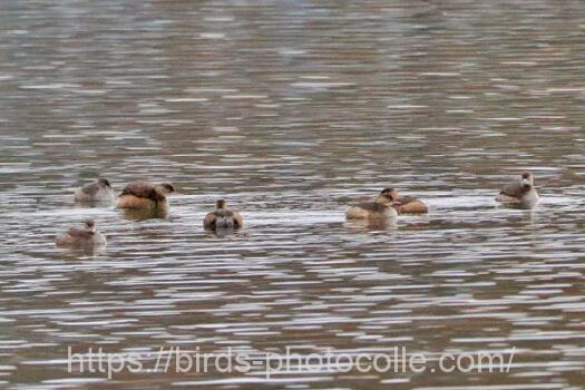 最近よく群れているカイツブリ　2024.12.13