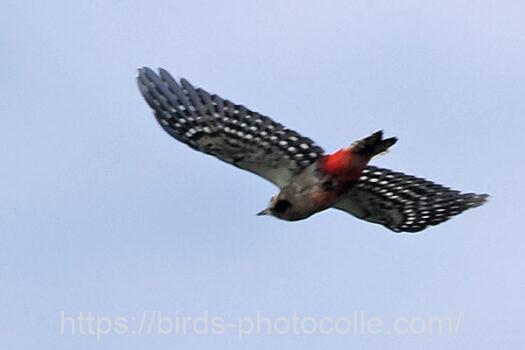 アカゲラ　2023.10.07