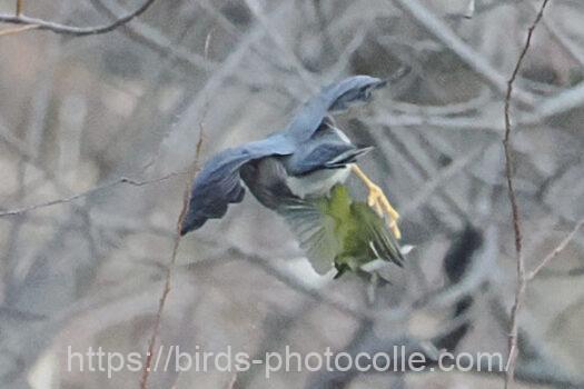 メジロを捕捉ハイタカ　2025.01.捕捉
