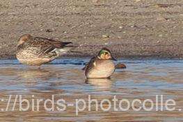 トモエガモ　2026.02.04