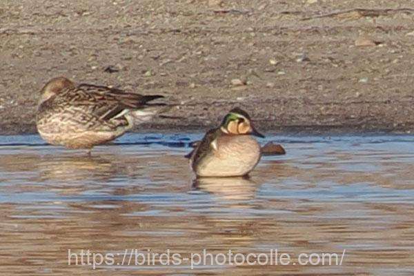 トモエガモ　2026.02.04