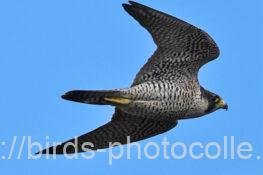 ハヤブサ221018-2