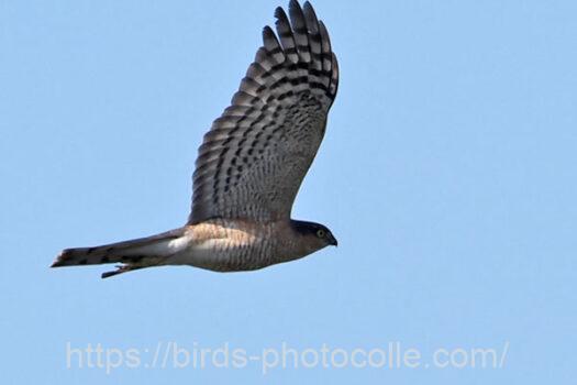 ハイタカ　2024.02.14