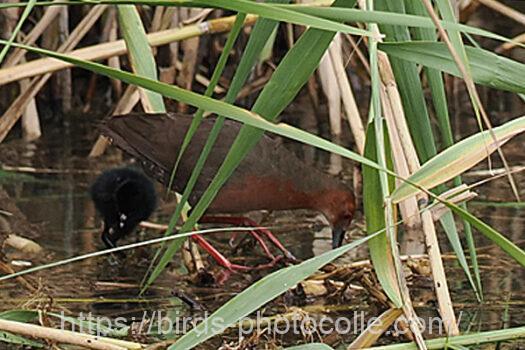 ヒクイナ　2023.08.14