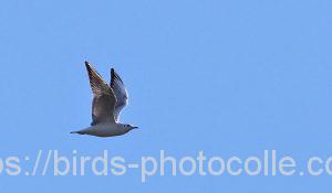 勅使池のユリカモメ200201