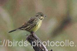 アオジ　2025.11.03