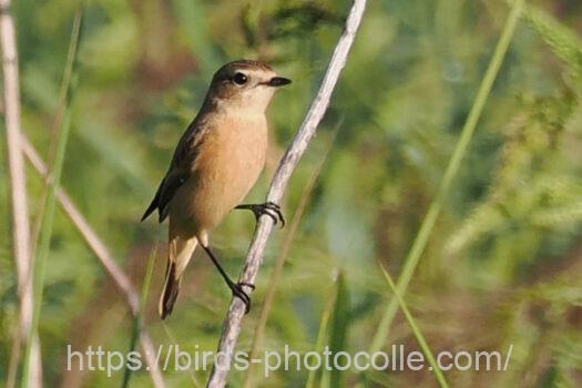 ノビタキ　2023.10.06