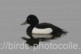 キンクロハジロ　2026.03.02