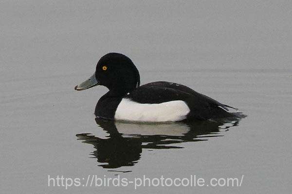 キンクロハジロ　2026.03.02