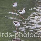 セイタカシギ　2025.11.05