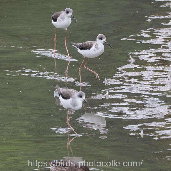 セイタカシギ 2025.11.05