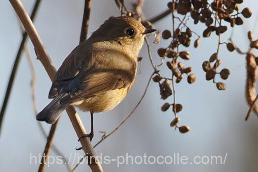 ルリビタキ221230