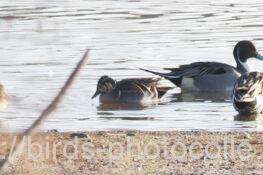 トモエガモ　2026.02.14