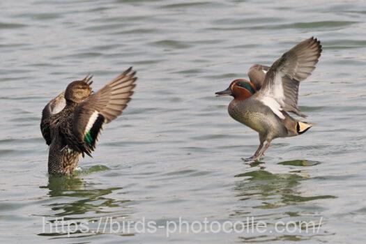 コガモ　2024.02.20