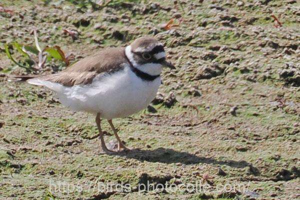 コチドリ 2026.03.21