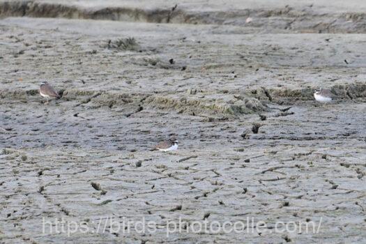 イカルチドリ221223