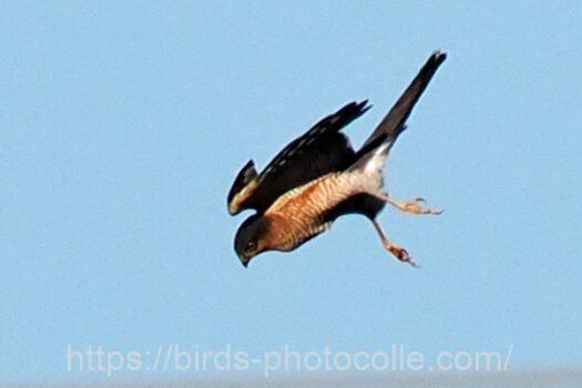 ハイタカ　2023.10.31