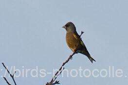 カワラヒワ　2025.11.12