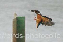 カワセミ　2025.10.07