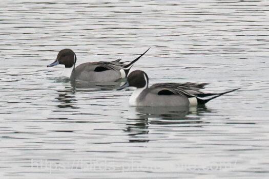 オナガガモ　2025.03.05