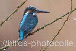 カワセミ　2025.12.20