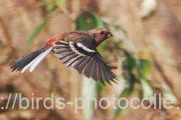 移動　ベニマシコ　2025.12.17