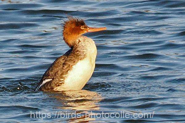 ウミアイサ　2026.02.03