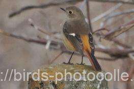 ジョウビタキ　2026.02.16