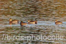 着水トモエガモ　2025.12.09